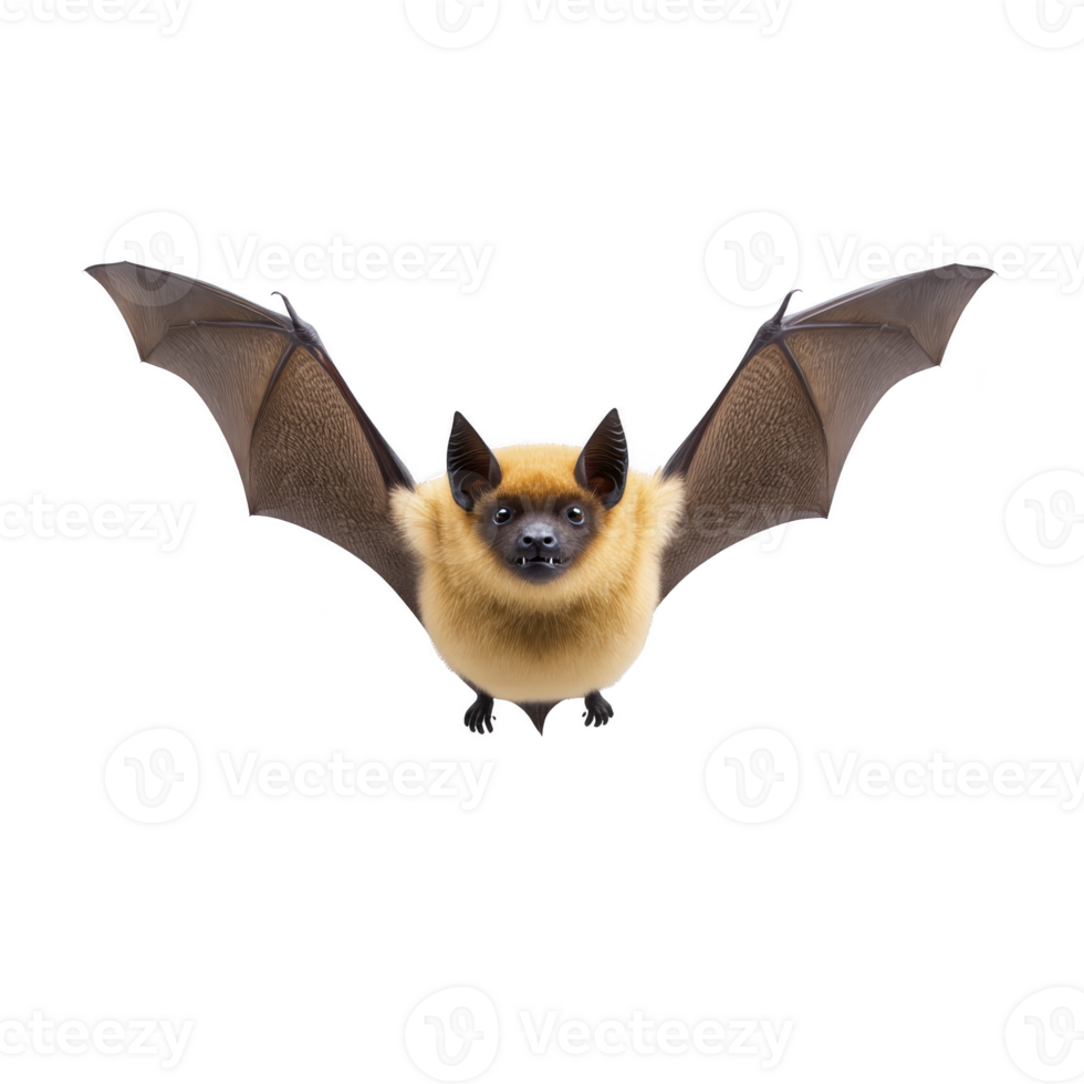 Bat with outstretched wings is flying against transparency background, showcasing its detailed fur and wing structure. image captures bat unique features and natural beauty png