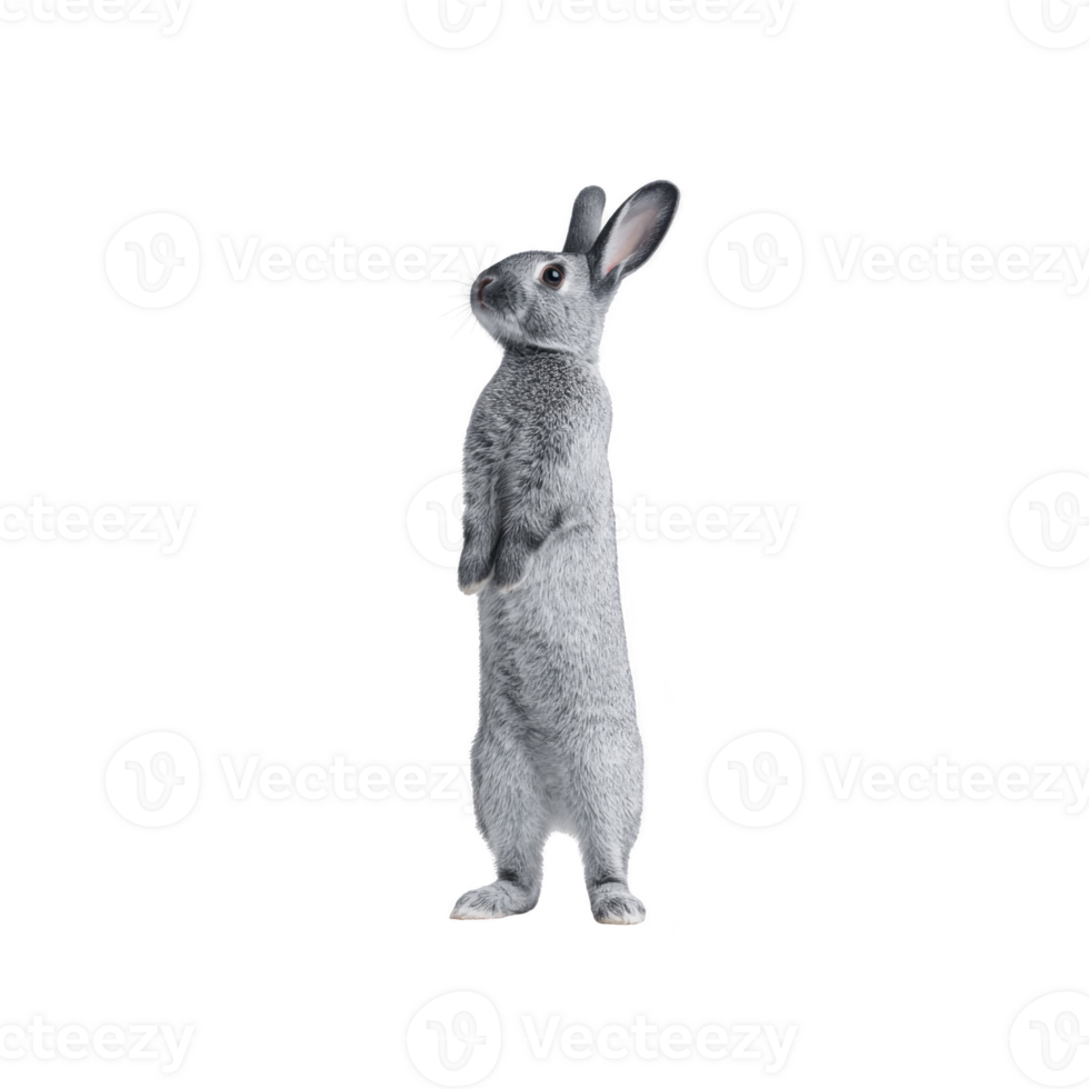 Cute gray rabbit stands upright on its hind legs, showcasing its fluffy fur and alert ears against plain background. rabbit curious expression adds charm to image png