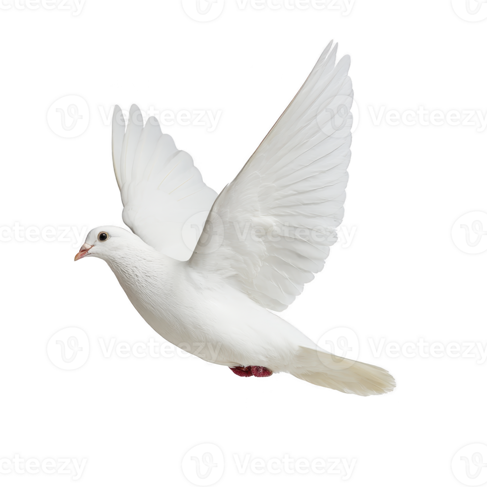 White dove gracefully soars through air, its wings fully extended, symbolizing peace and freedom. bird pure white feathers contrast against clear background. png