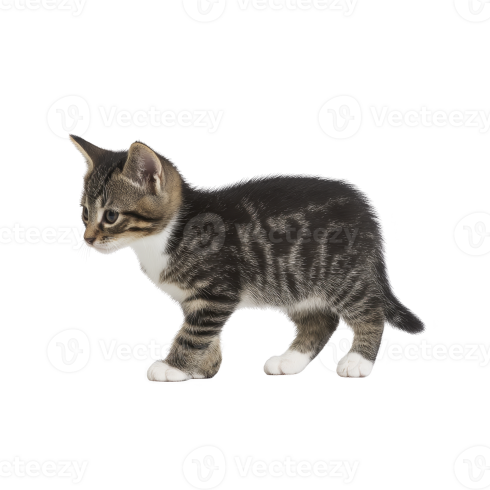 Cute tabby kitten with white paws stands alertly, showcasing its striped fur pattern and curious expression. kitten ears are perked up, and its tail is slightly raised png