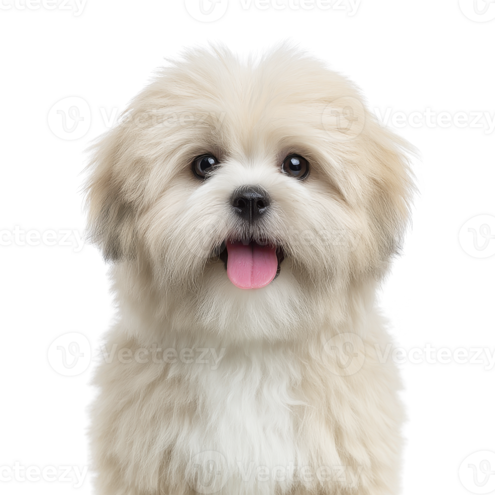 Fluffy, cream colored dog with joyful expression and pink tongue sticking out, showcasing its playful nature. dog fur is soft and well groomed, adding to its adorable appearance png