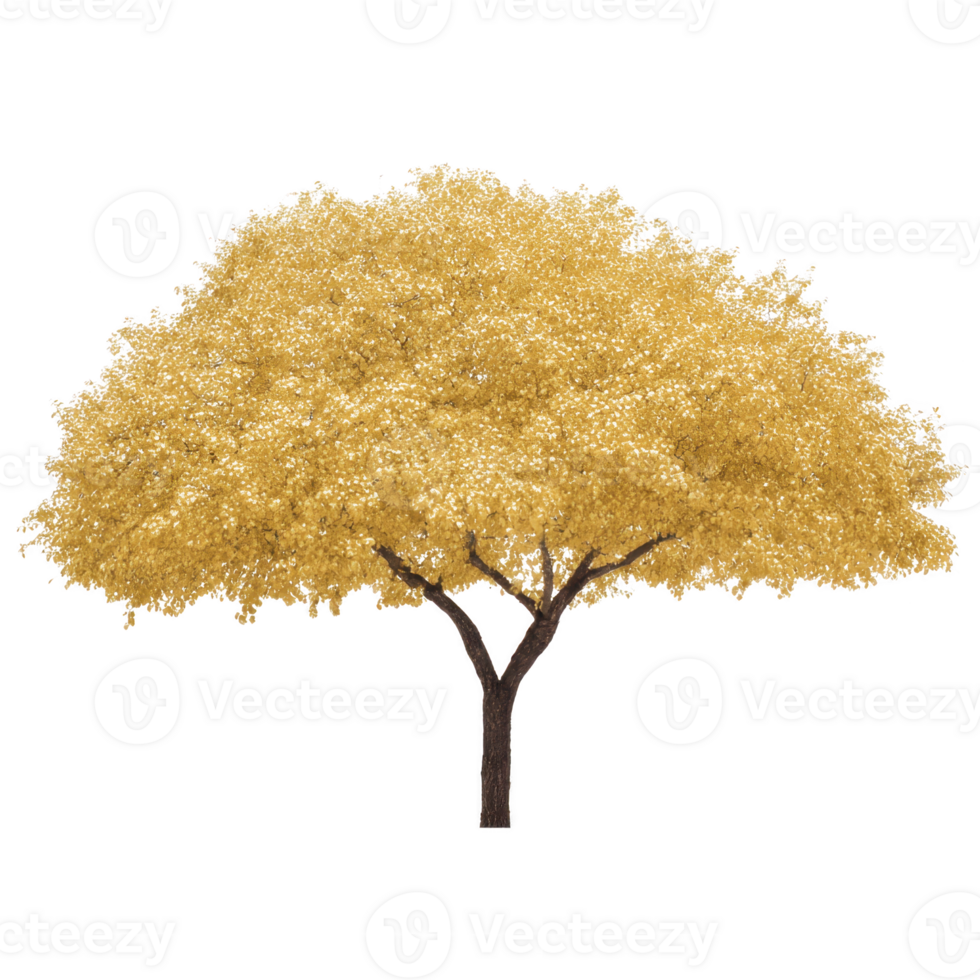 Tree with vibrant yellow foliage stands against transparency background, showcasing its full, rounded canopy. trunk is slender and supports lush, dense leaves, creating striking contrast png