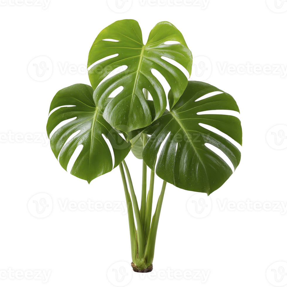 Vibrant monstera plant with glossy green leaves and distinctive splits, showcasing its tropical beauty. Perfect for adding touch of nature indoors png