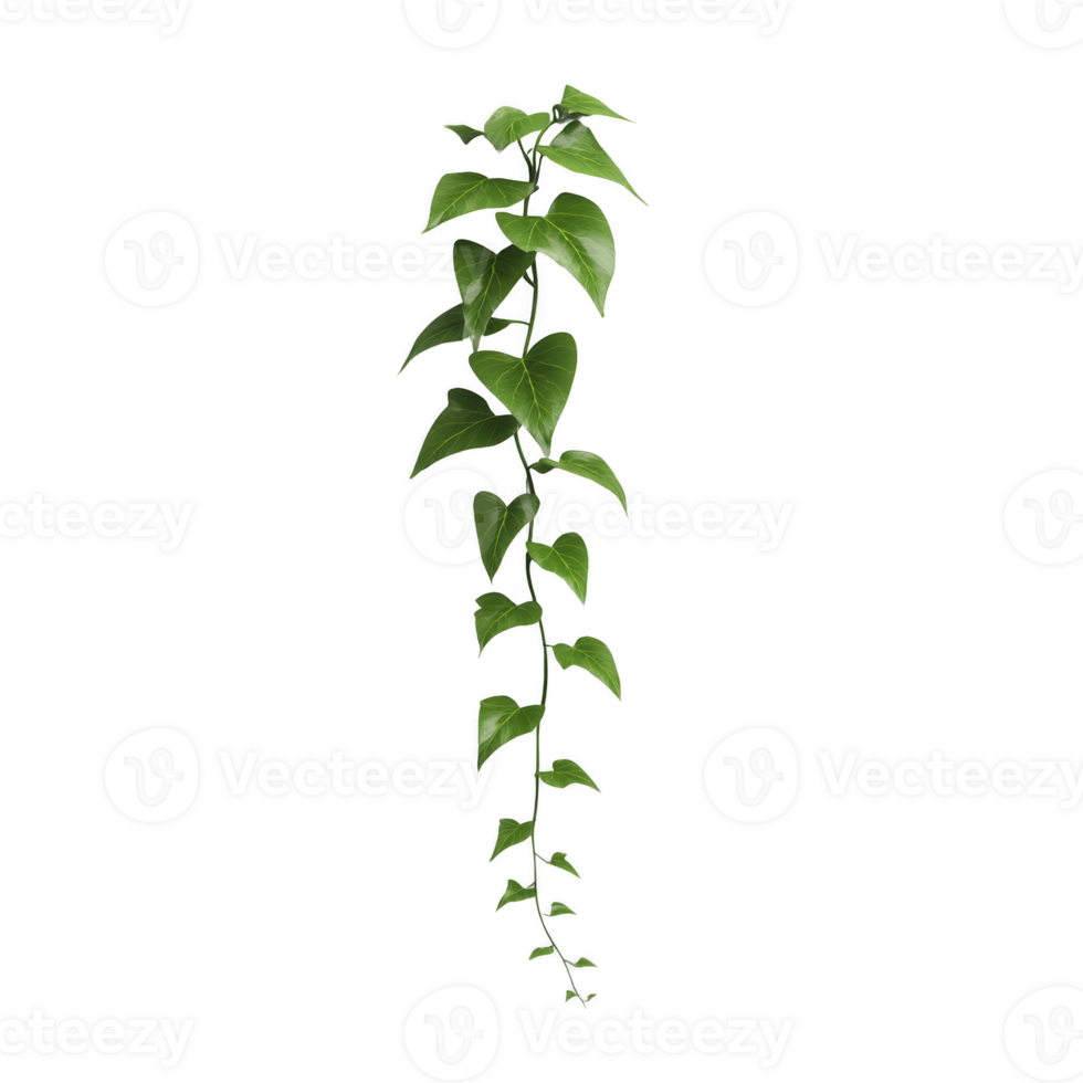 Long, green vine with heart shaped leaves cascades downward, creating natural and elegant appearance. lush foliage is vibrant and fresh, adding touch of nature beauty png