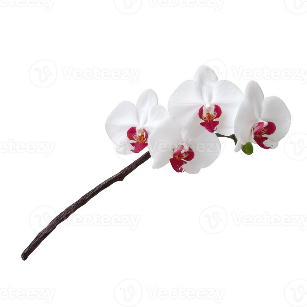 Delicate white orchid branch with vibrant red centers gracefully arches against plain background, showcasing its elegant and serene beauty png