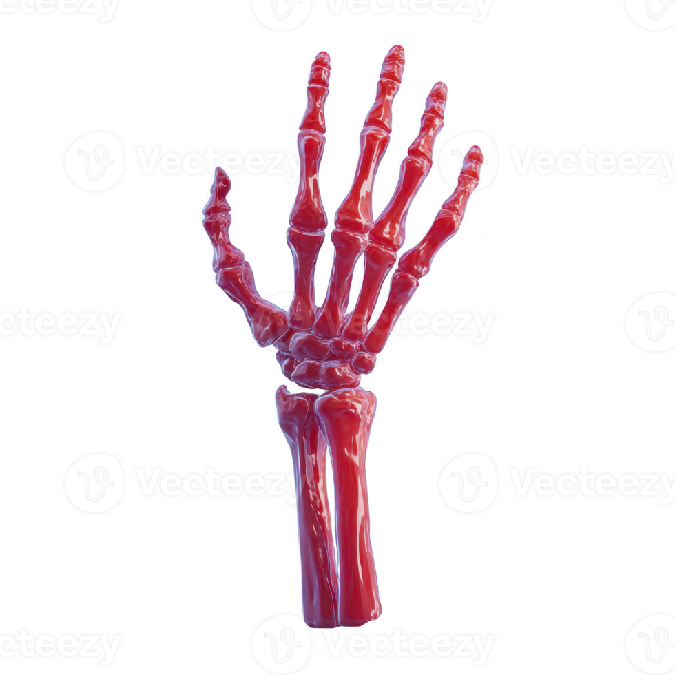 Red skeletal hand with detailed bones is depicted against plain background, showcasing anatomical features and artistic design. image highlights structure of hand in vibrant, eye catching manner png