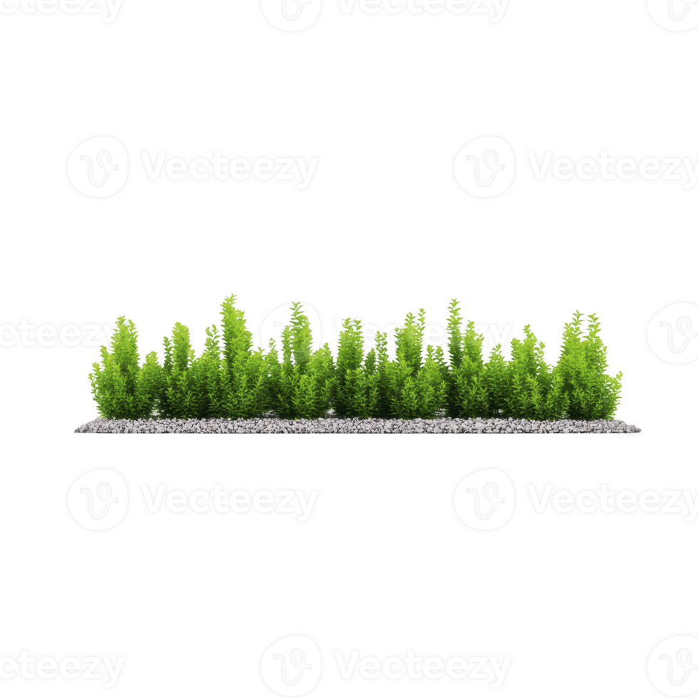 Row of vibrant green shrubs is neatly arranged on bed of small gray pebbles, creating natural and serene landscape element. lush foliage contrasts beautifully with stones png