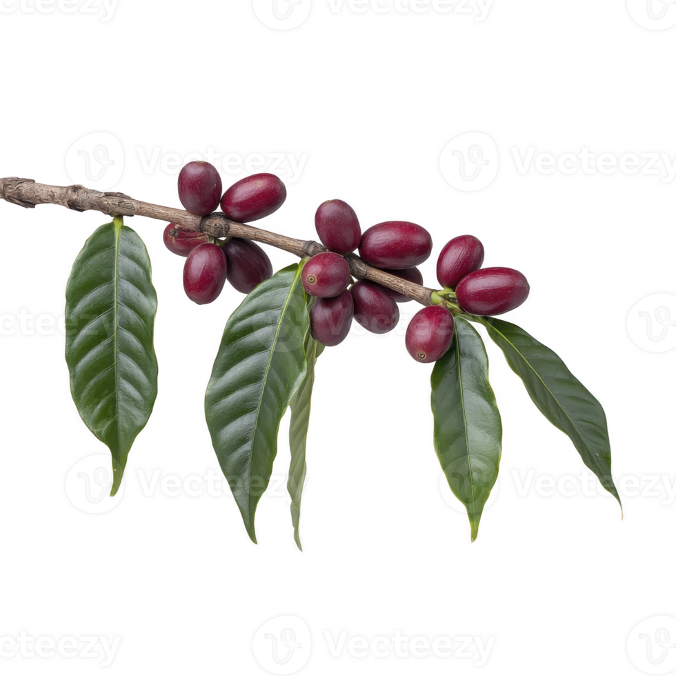Branch with ripe red coffee cherries and glossy green leaves, showcasing natural beauty of coffee plants. vibrant colors highlight freshness and richness of fruit png