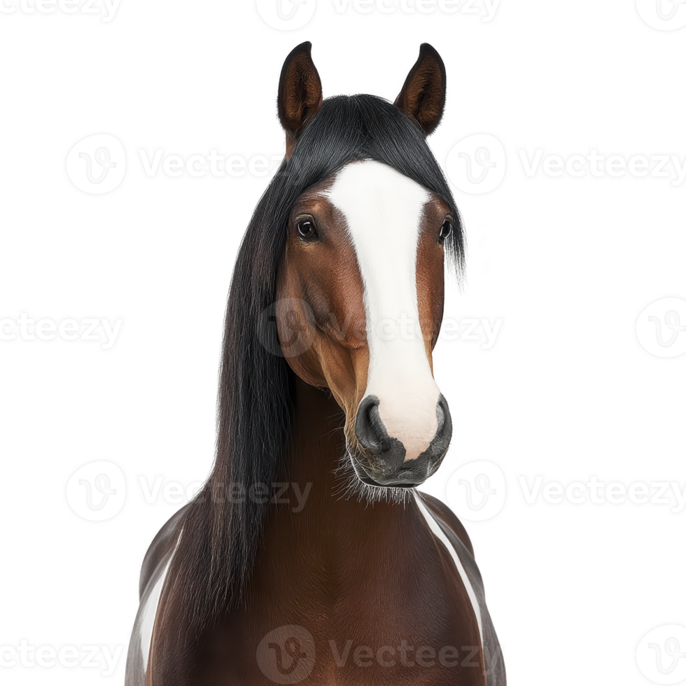 Majestic brown horse with white blaze on its face stands against plain background, showcasing its sleek mane and attentive expression png
