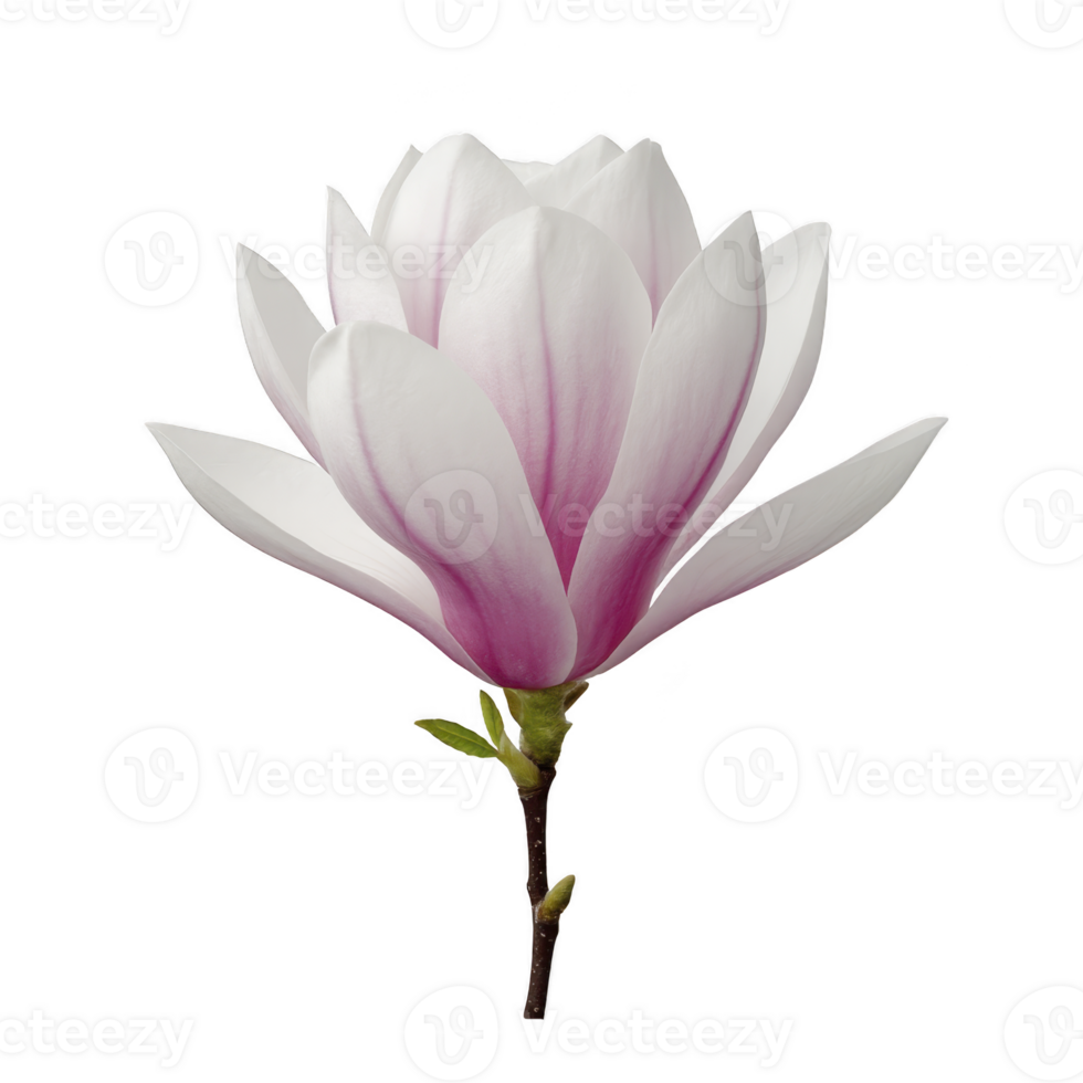 Delicate pink and white magnolia flower in full bloom, showcasing its soft petals and vibrant colors against plain background. flower elegance and natural beauty are highlighted png