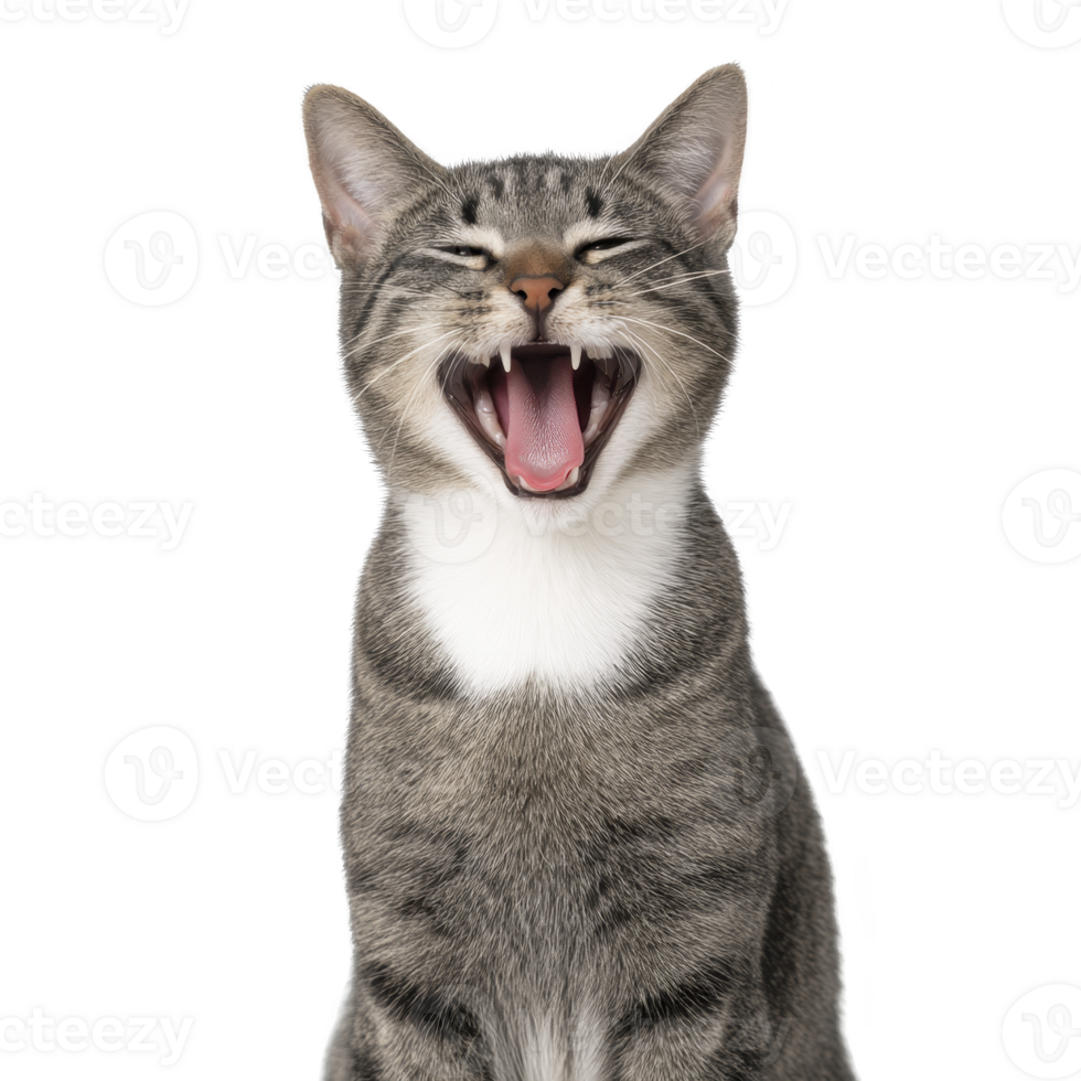 Yawning tabby cat with white chest and expressive face sits against plain background, showcasing its playful and relaxed demeanor png