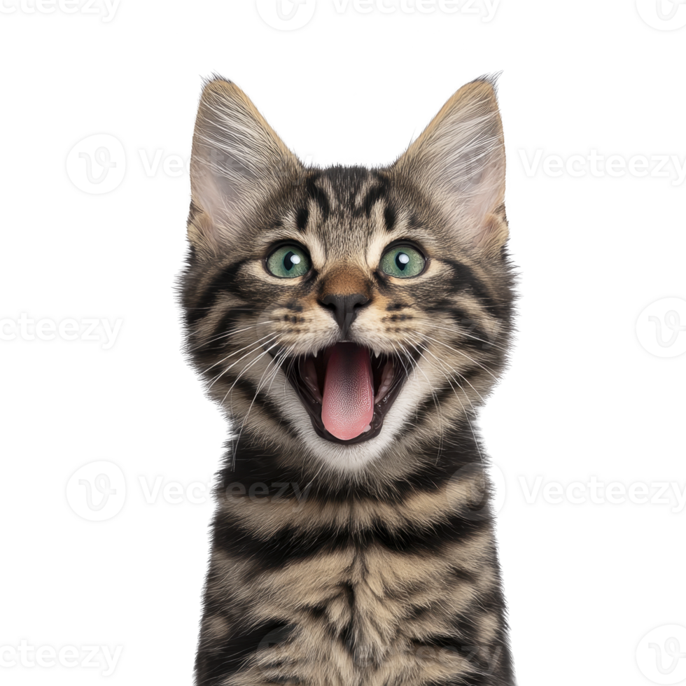 Joyful tabby cat with green eyes and open mouth, expressing excitement. cat fur features distinct black and brown stripes, and its ears are perked up, adding to its lively appearance png