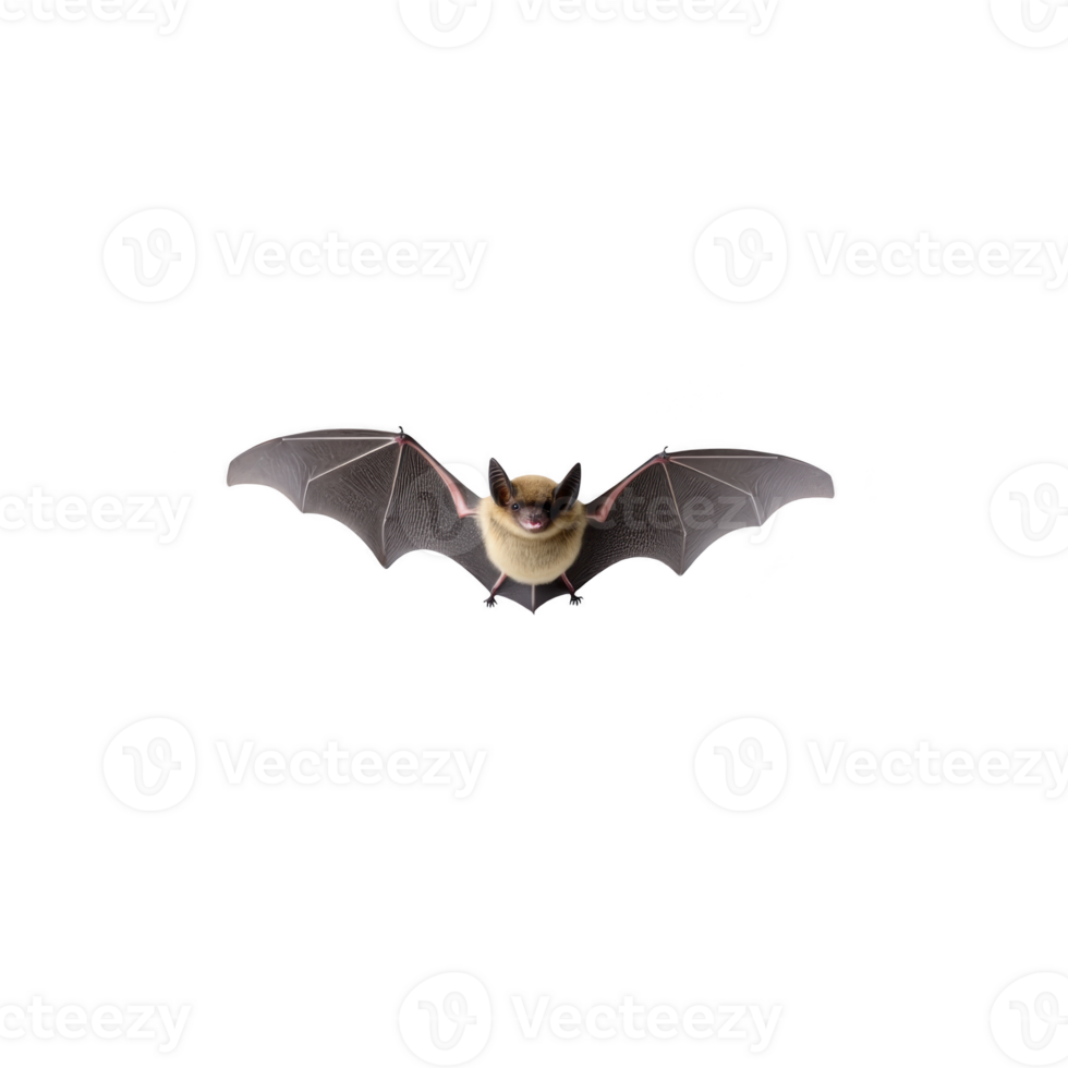 Bat with outstretched wings is flying against transparency background, showcasing its detailed wing structure and natural features png