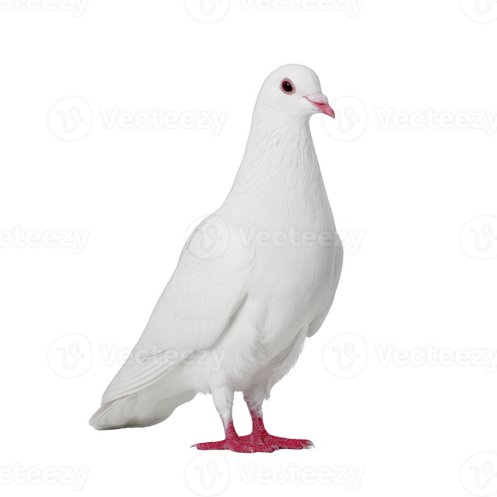 White dove stands gracefully against plain background, showcasing its pure feathers and red feet. bird serene expression and elegant posture convey sense of peace and tranquility png