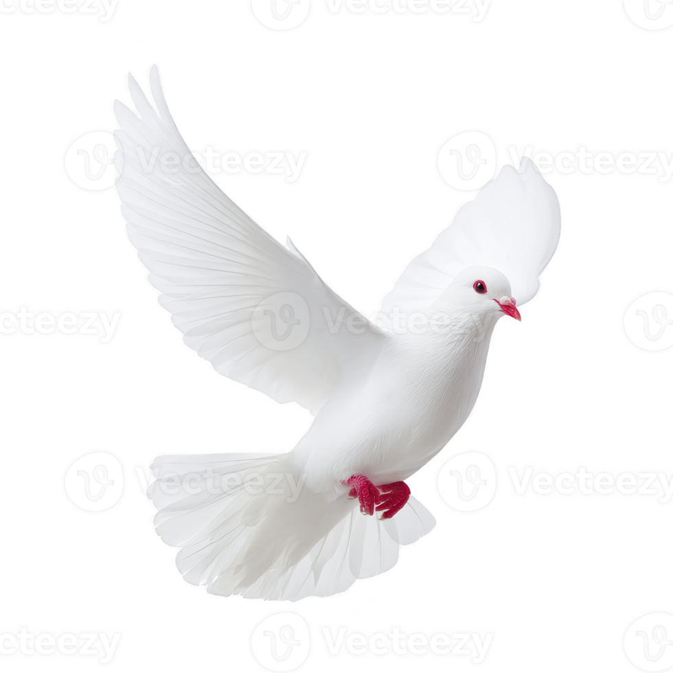 White dove with outstretched wings gracefully soars against transparency background, symbolizing peace and freedom. Its red eyes and feet add striking contrast to its pure white feathers png