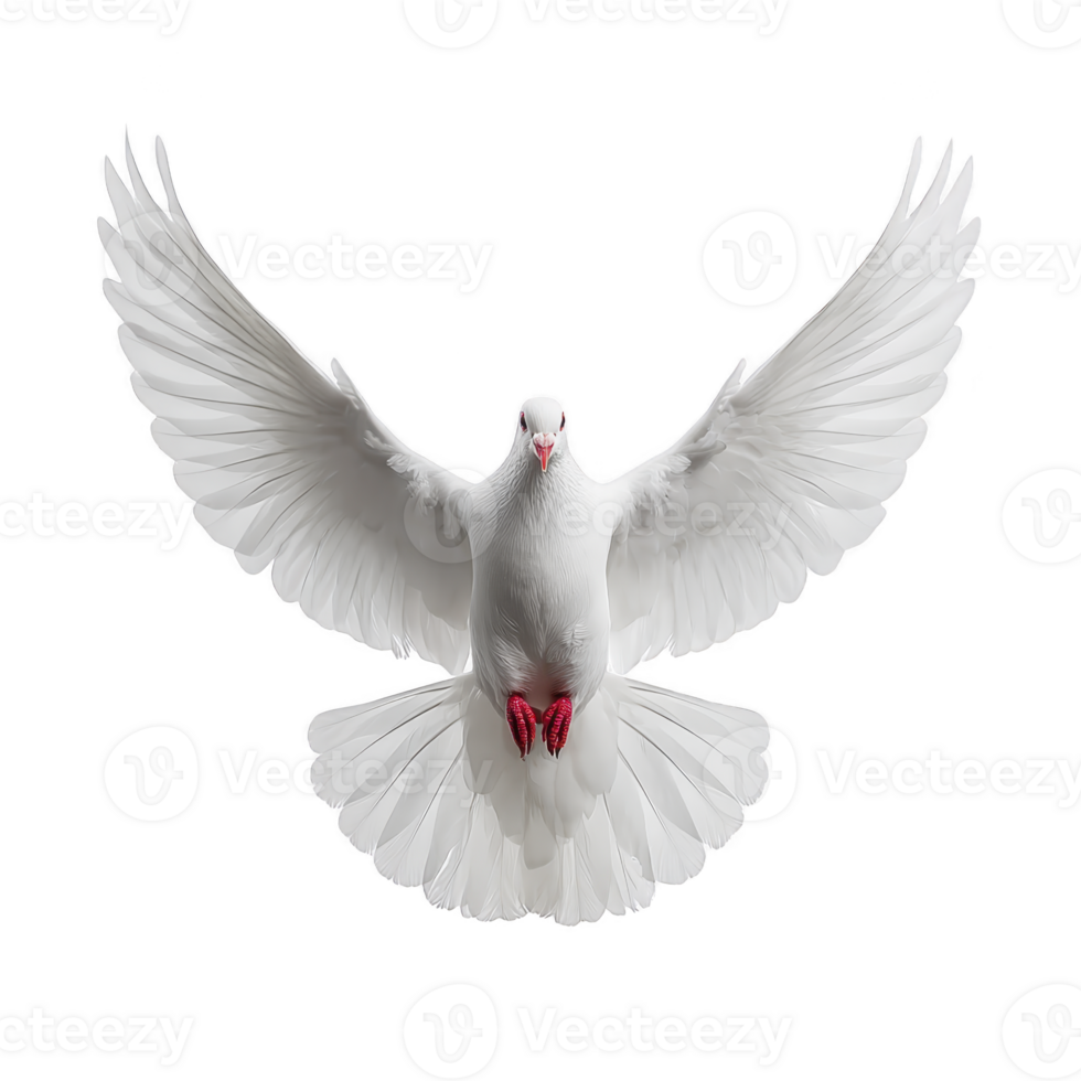 White dove with outstretched wings gracefully soars against transparency background, symbolizing peace and freedom. bird feathers are detailed and pristine, creating striking contrast png
