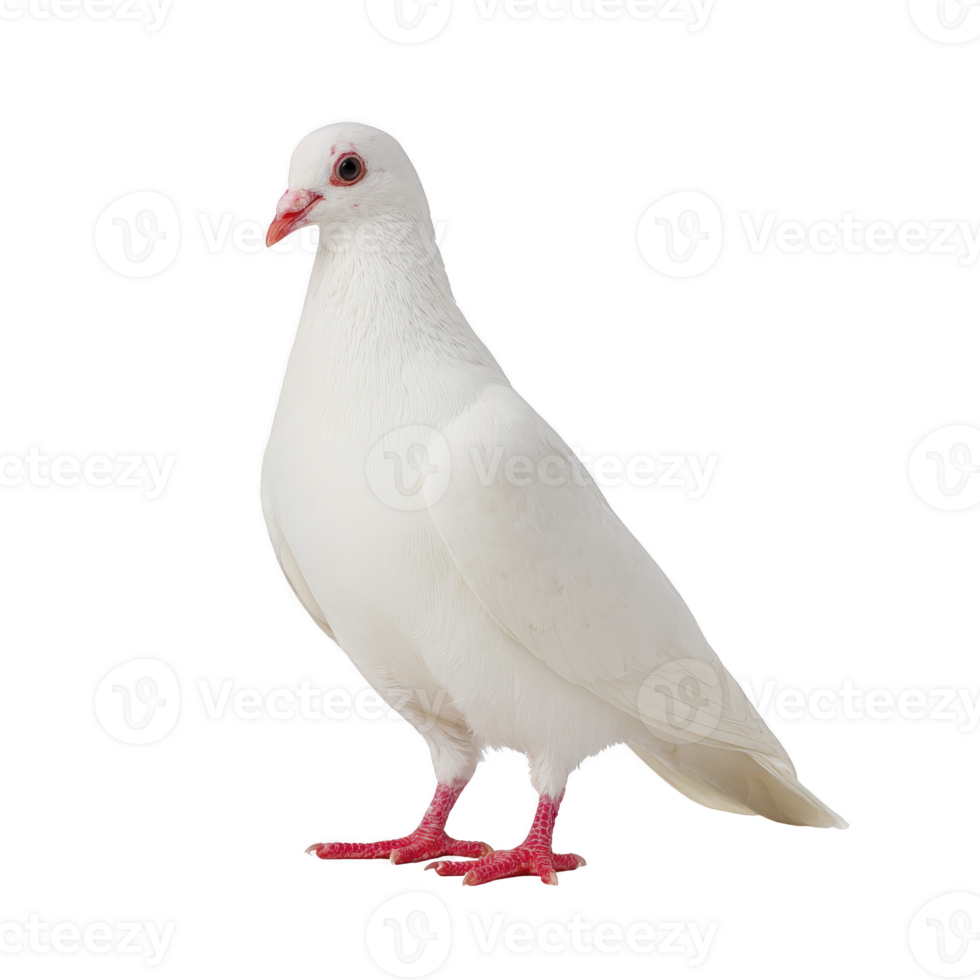 White dove with red eyes and feet stands gracefully against plain background, symbolizing peace and purity. Its feathers are smooth and pristine, creating serene and elegant appearance png