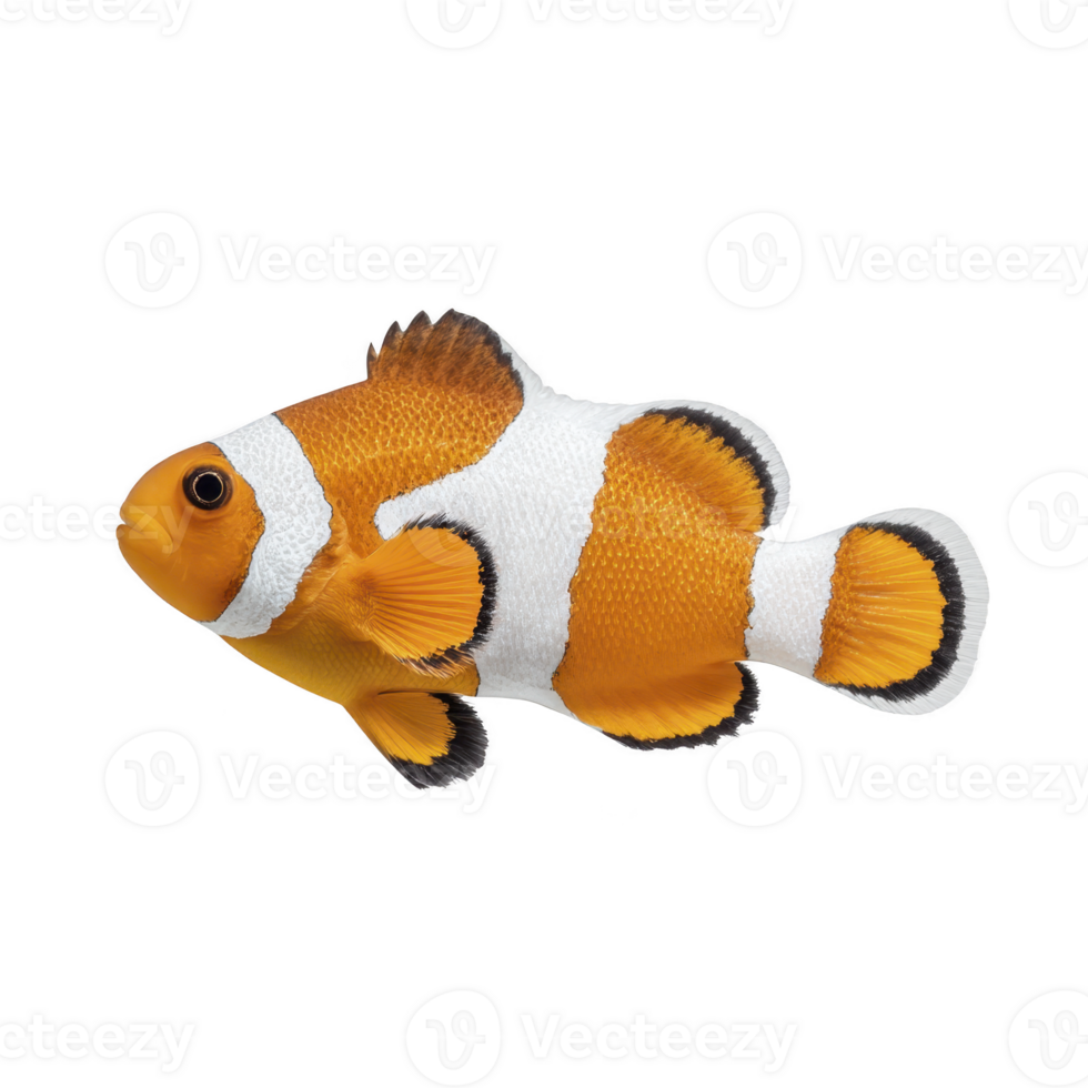Vibrant clownfish with orange and white stripes and black accents swims gracefully against plain background, showcasing its distinctive pattern and lively demeanor png