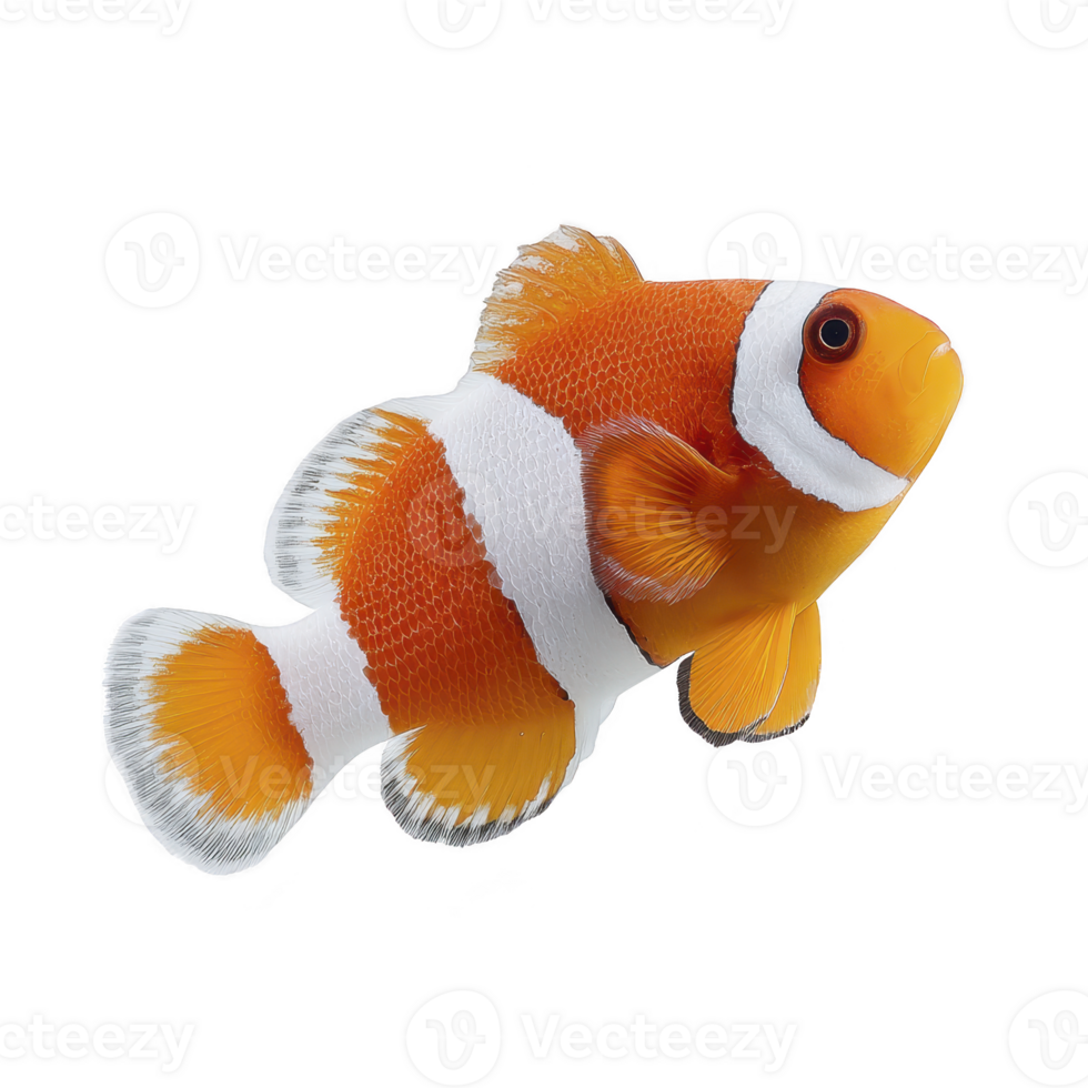 Vibrant clownfish with orange and white stripes swims gracefully against plain background, showcasing its distinctive patterns and lively demeanor png