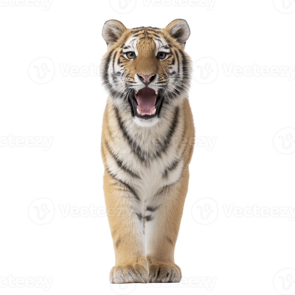 Majestic tiger stands with its mouth open, showcasing its powerful presence and striking striped fur. tiger intense gaze and strong posture convey sense of wild beauty and strength png