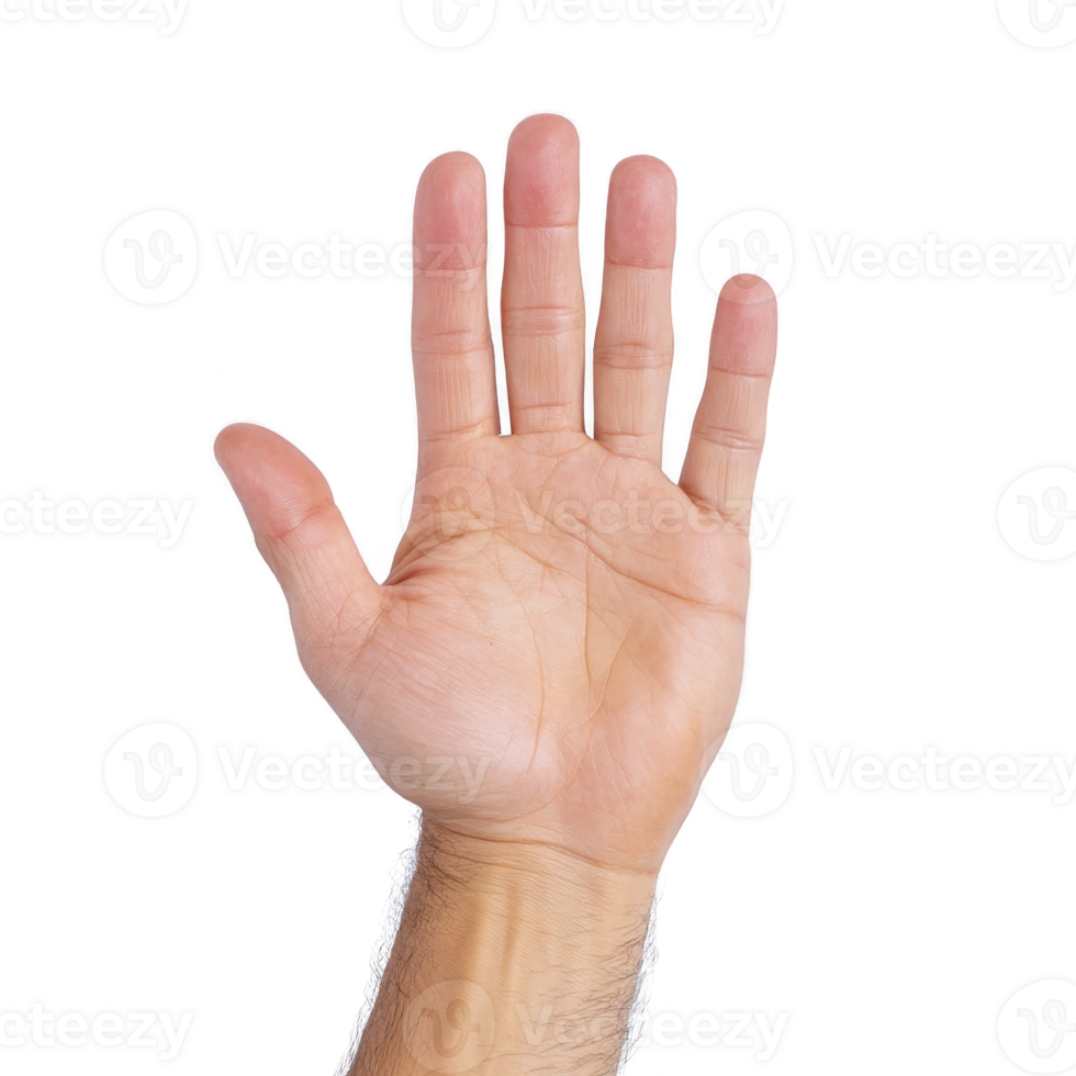 Open human hand with fingers spread against transparency background, showing palm and fingers clearly. image focuses on details of skin and lines on palm png
