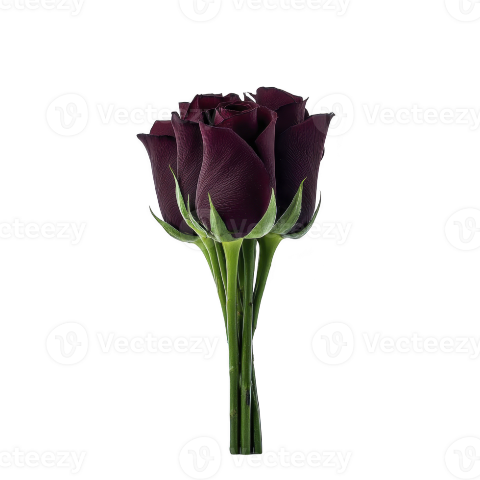 Bouquet of dark purple roses with vibrant green stems, symbolizing elegance and mystery, is beautifully arranged against plain background. rich color and delicate petals create striking contrast png