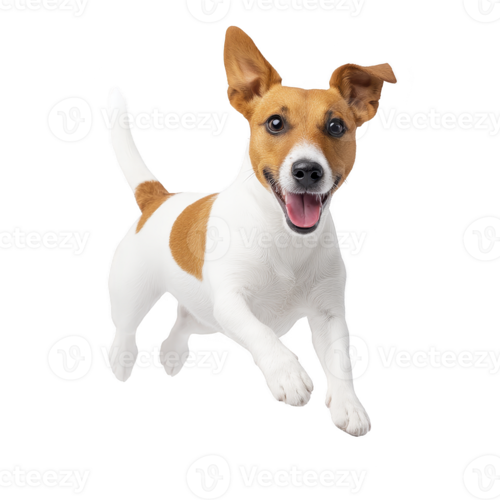 Happy Jack Russell Terrier with white and brown coat is playfully jumping, showcasing its energetic and lively nature png