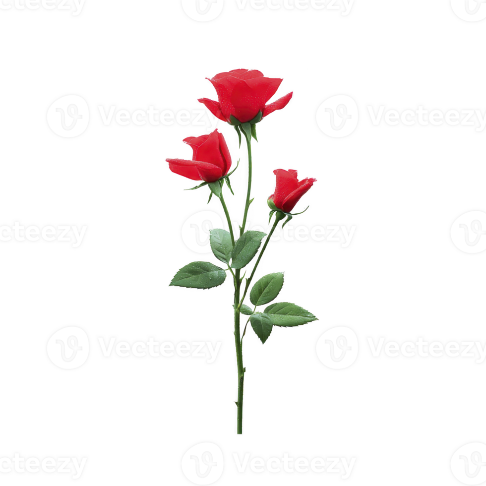 Vibrant red rose with lush green leaves on single stem, symbolizing love and passion. delicate petals and natural beauty make it classic representation of romance png