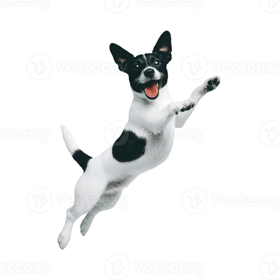 Playful black and white dog joyfully leaps into air, showcasing its energetic and lively nature. dog expression is full of excitement and happiness, capturing moment of pure joy png