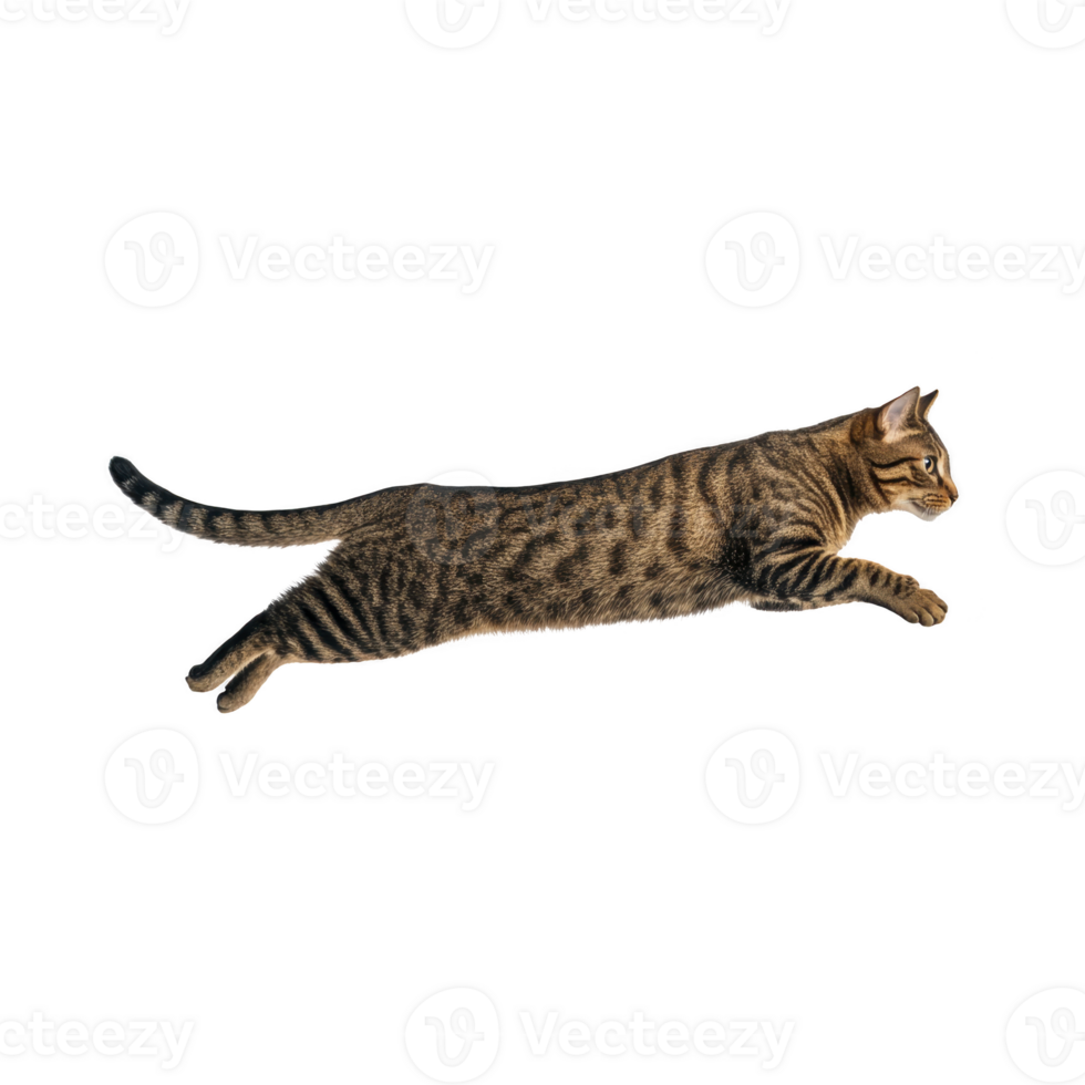 Playful tabby cat is captured mid leap, showcasing its agility and grace. cat striped fur and focused expression highlight its dynamic movement png