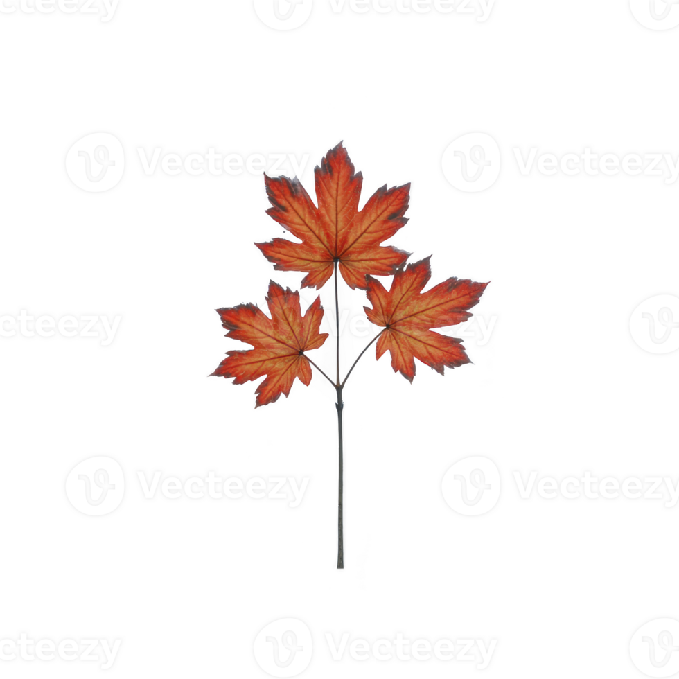 Vibrant cluster of three red maple leaves on single stem, isolated on transparency background, showcasing beauty of autumn foliage png