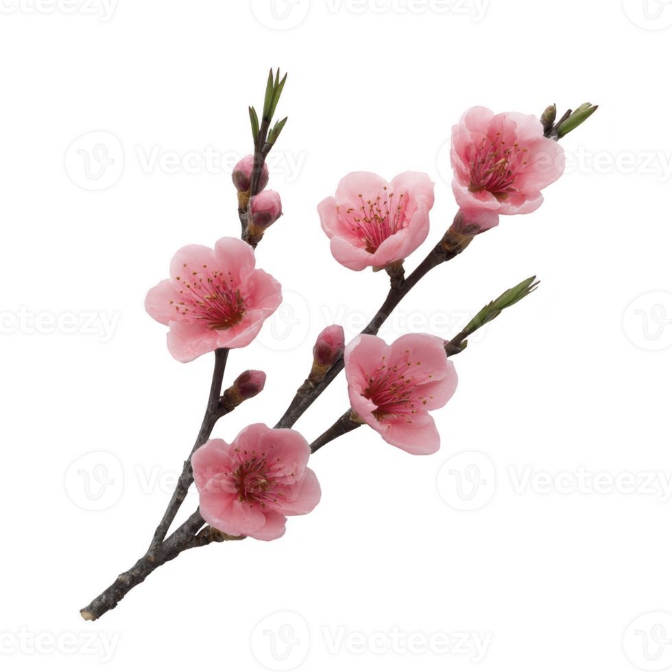 Branch of delicate pink cherry blossoms with green leaves, isolated on transparency background, showcasing beauty of nature and springtime png