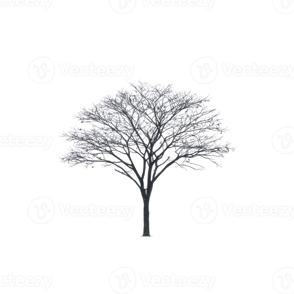 Solitary tree with bare branches stands against transparency background, creating stark and dramatic contrast. intricate network of branches is highlighted, showcasing tree natural beauty png