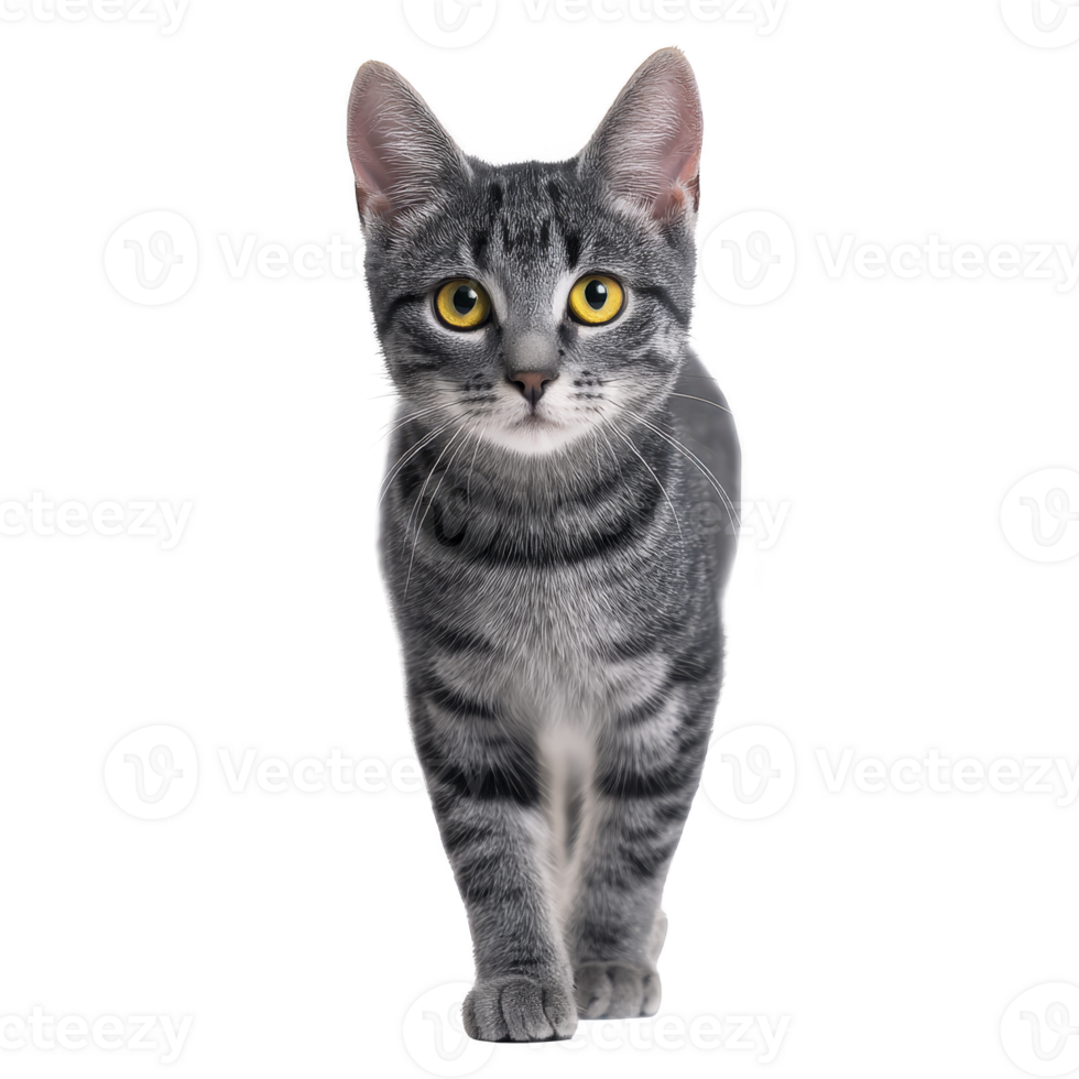 Gray tabby cat with striking yellow eyes walks confidently forward, showcasing its sleek fur and alert expression. cat poised demeanor and vivid gaze create captivating presence png