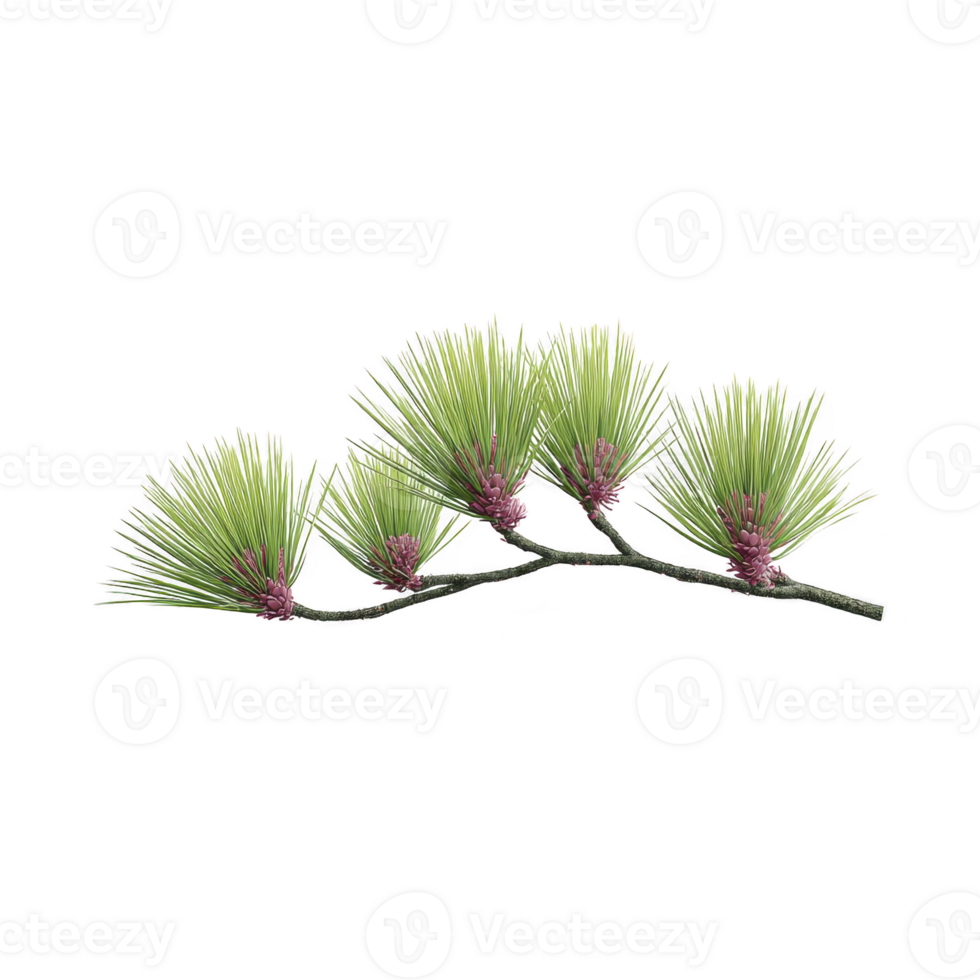 Delicate pine branch with vibrant green needles and small purple cones creates natural and serene aesthetic. intricate details of needles and cones are highlighted against plain background png