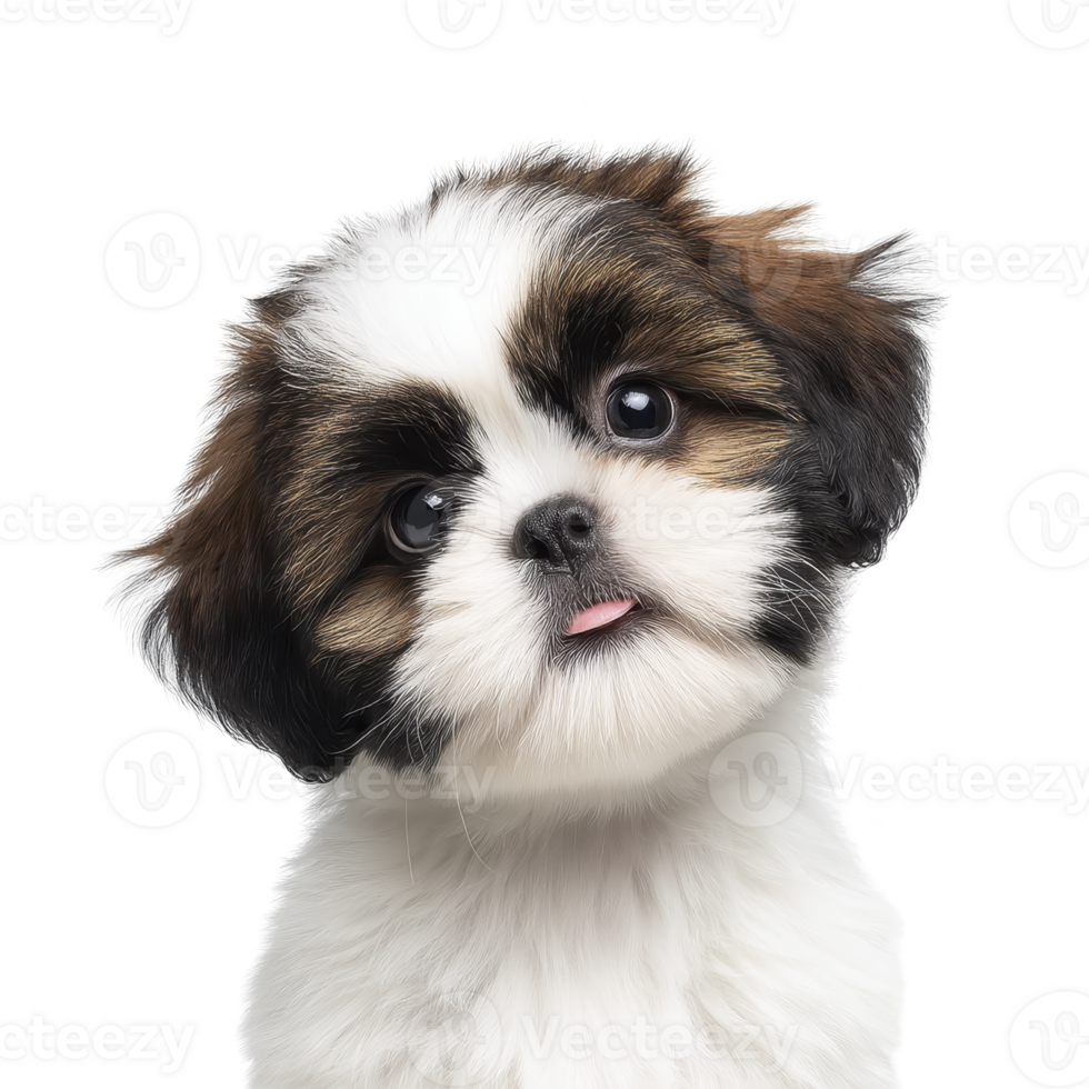 Cute Shih Tzu puppy with fluffy fur and playful expression tilts its head slightly, showcasing its adorable features. puppy fur is mix of white, brown, and black, adding to its charm png