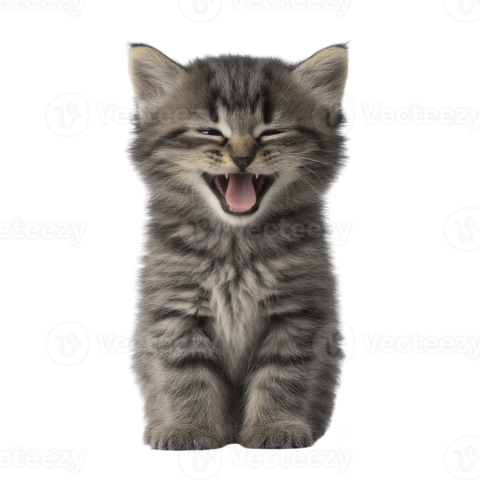 Cute tabby kitten with stripes is sitting and yawning, showing its tiny teeth. kitten fur is fluffy and its expression is adorable, capturing playful moment png