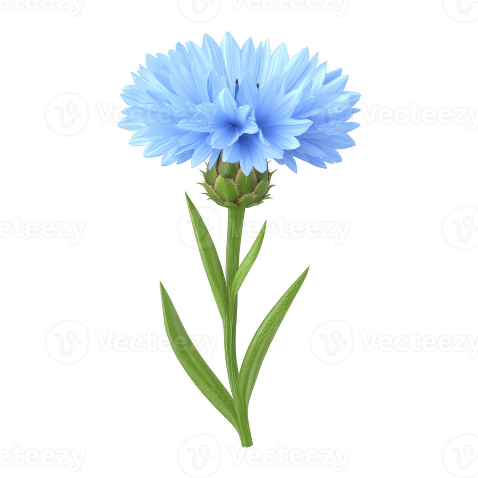 Vibrant blue cornflower with delicate petals and green leaves, isolated on transparency background, showcasing its natural beauty and intricate details png