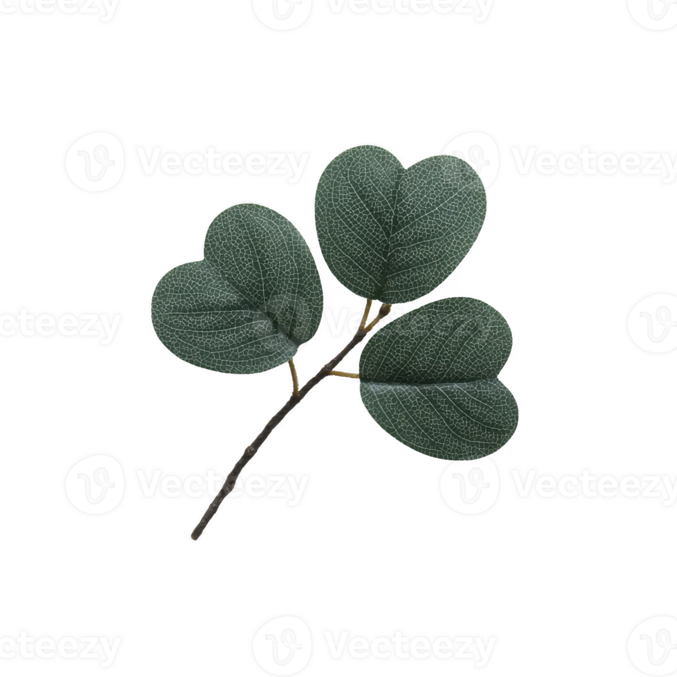 Branch with three heart shaped green leaves, featuring detailed vein patterns, is isolated transparency background. leaves are arranged natural, organic manner, showcasing their texture png