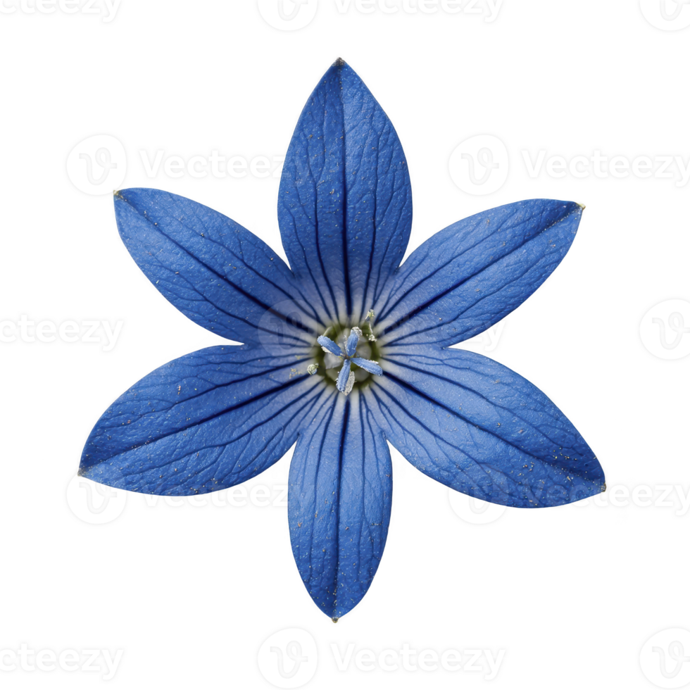 Vibrant blue flower with six petals and intricate vein patterns radiates from center, creating striking and symmetrical appearance. petals are deep blue with lighter veins png