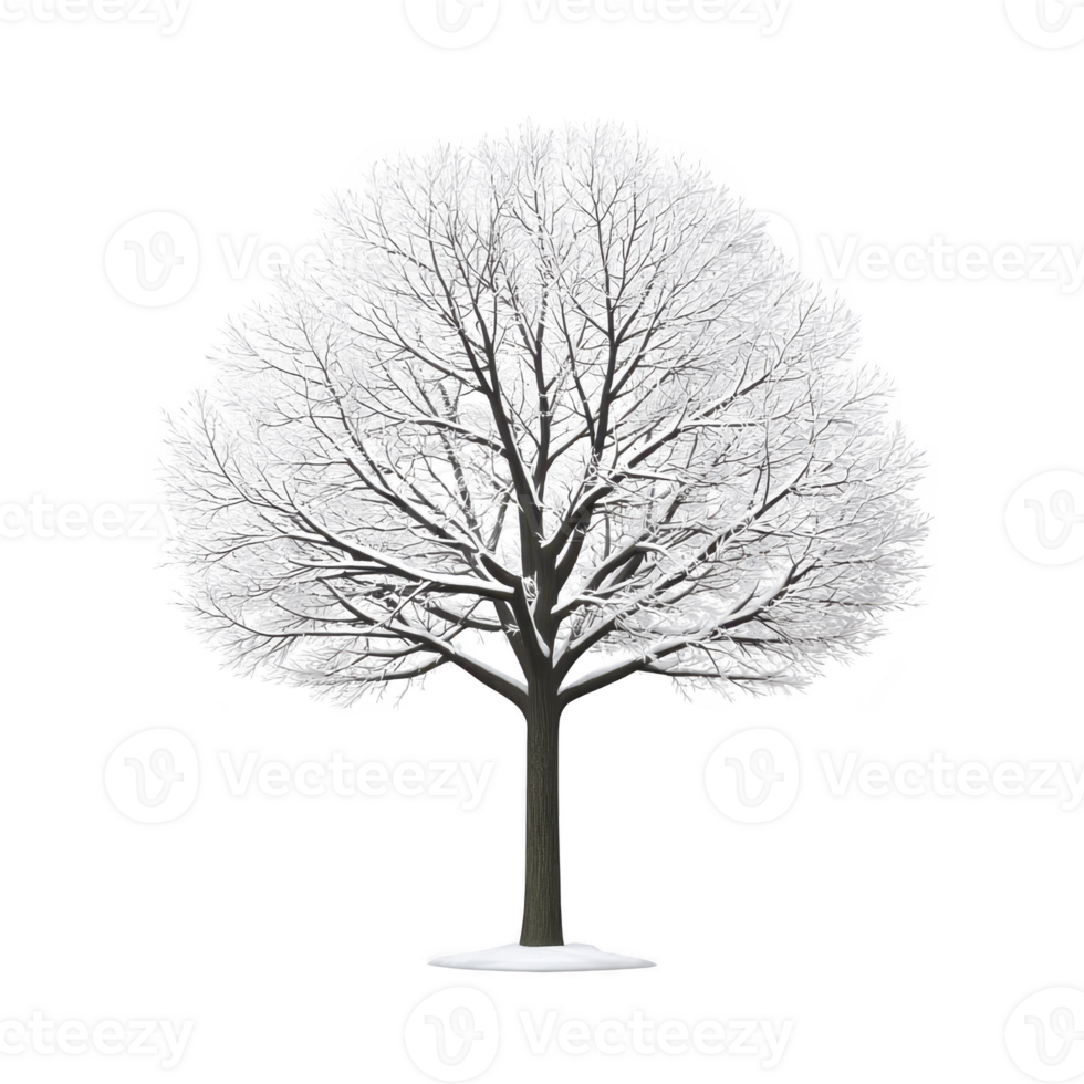 Tall, leafless tree covered in snow stands against plain background, showcasing beauty of winter. branches are intricately detailed, creating serene and peaceful scene png