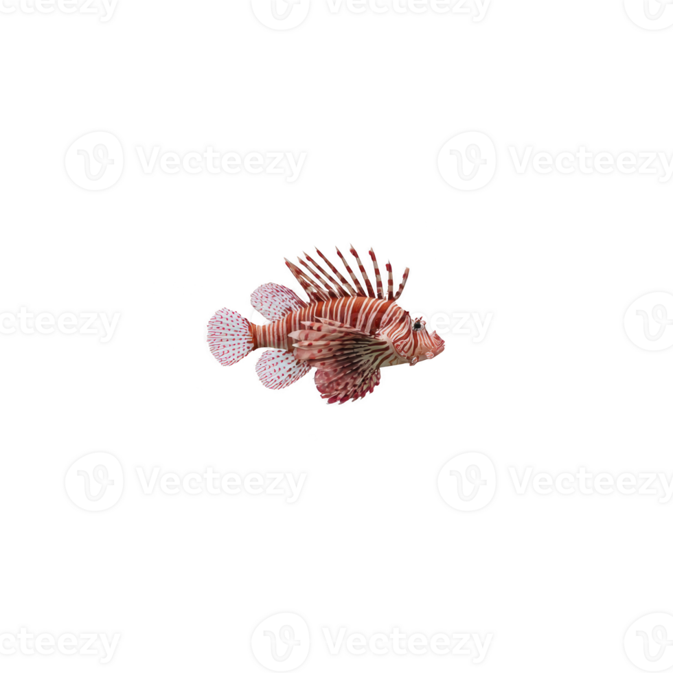 Vibrant lionfish with striking red and white stripes and long, flowing fins swims gracefully against transparency background, showcasing its exotic beauty and unique patterns png