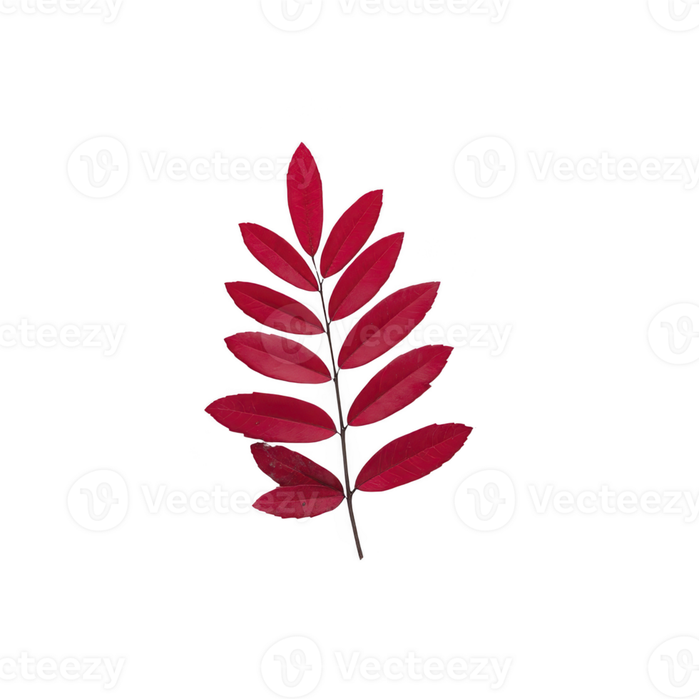 Vibrant red leaf branch with multiple elongated leaves arranged symmetrically dark stem, isolated transparency background. striking color and simple composition evoke sense of natural beauty png