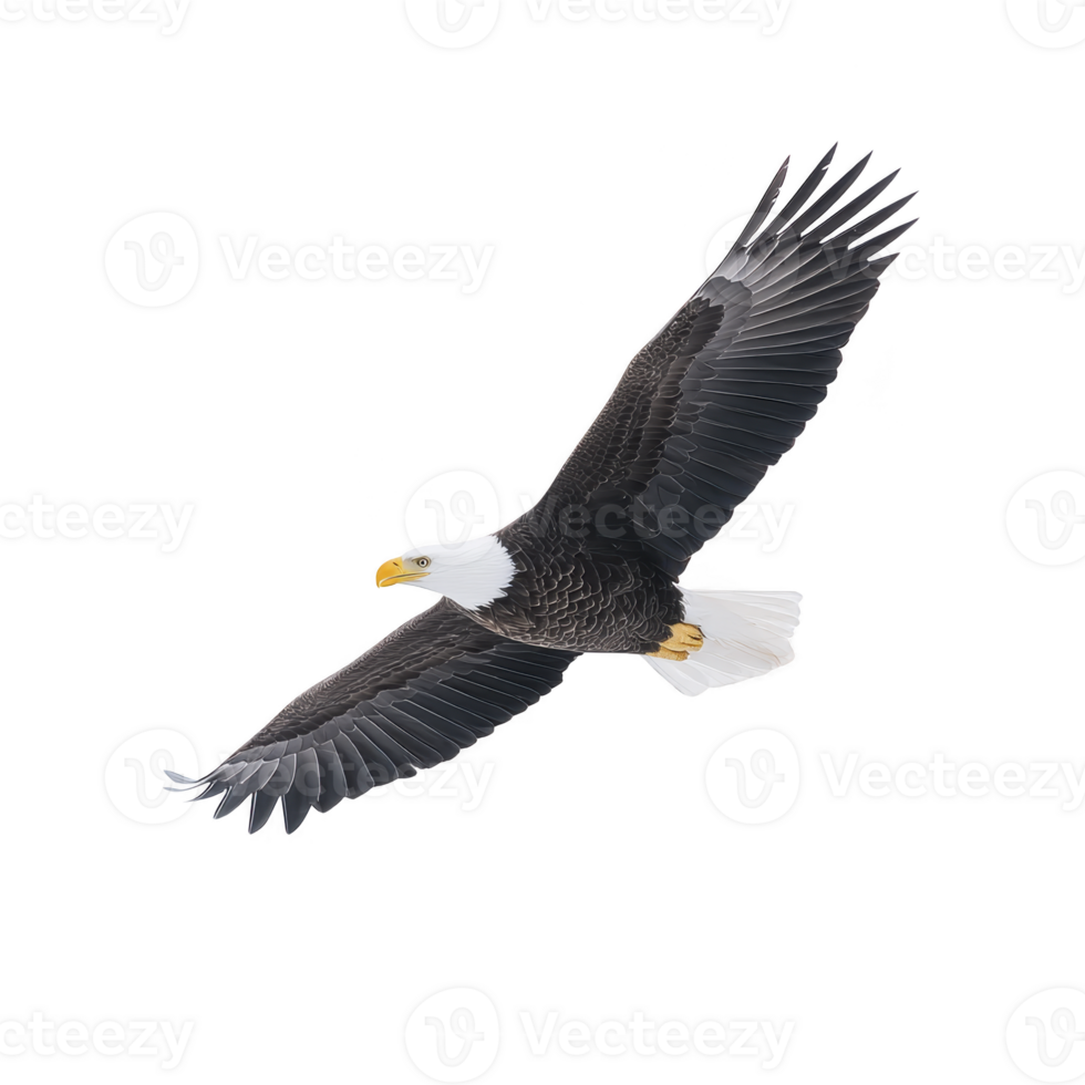 Majestic bald eagle soars through sky with its wings fully extended, showcasing its powerful presence and grace. bird striking white head contrasts with its dark body and wings png