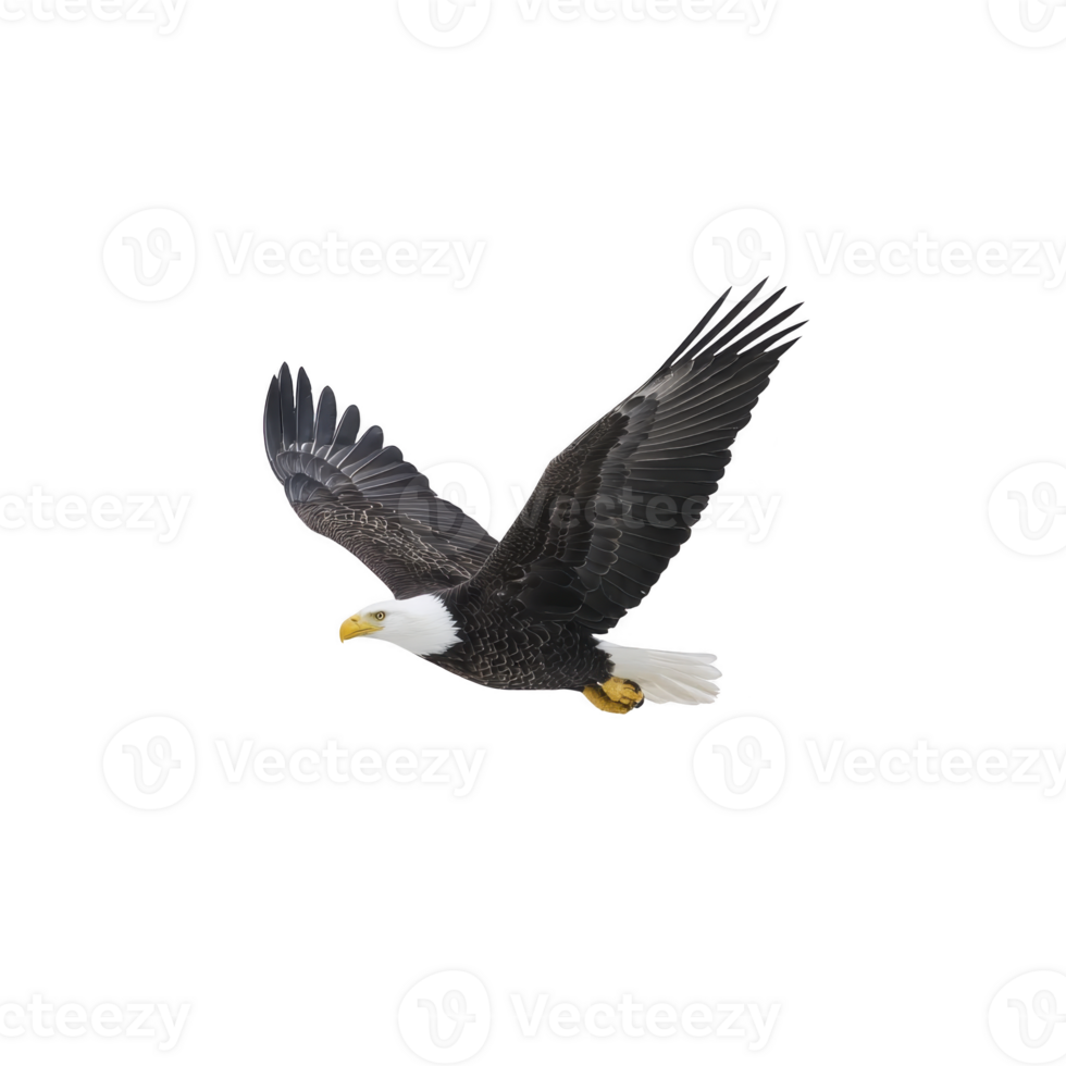 Majestic bald eagle soars through sky, showcasing its impressive wingspan and sharp gaze. bird white head and tail contrast with its dark brown body, symbolizing freedom and strength png