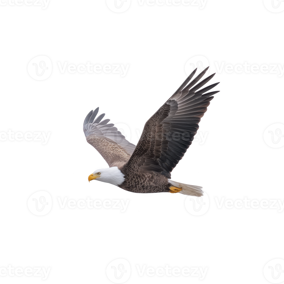 Majestic bald eagle soars through sky, its powerful wings fully extended and its sharp eyes focused. bird striking white head contrasts with its dark brown body, symbolizing freedom and strength png
