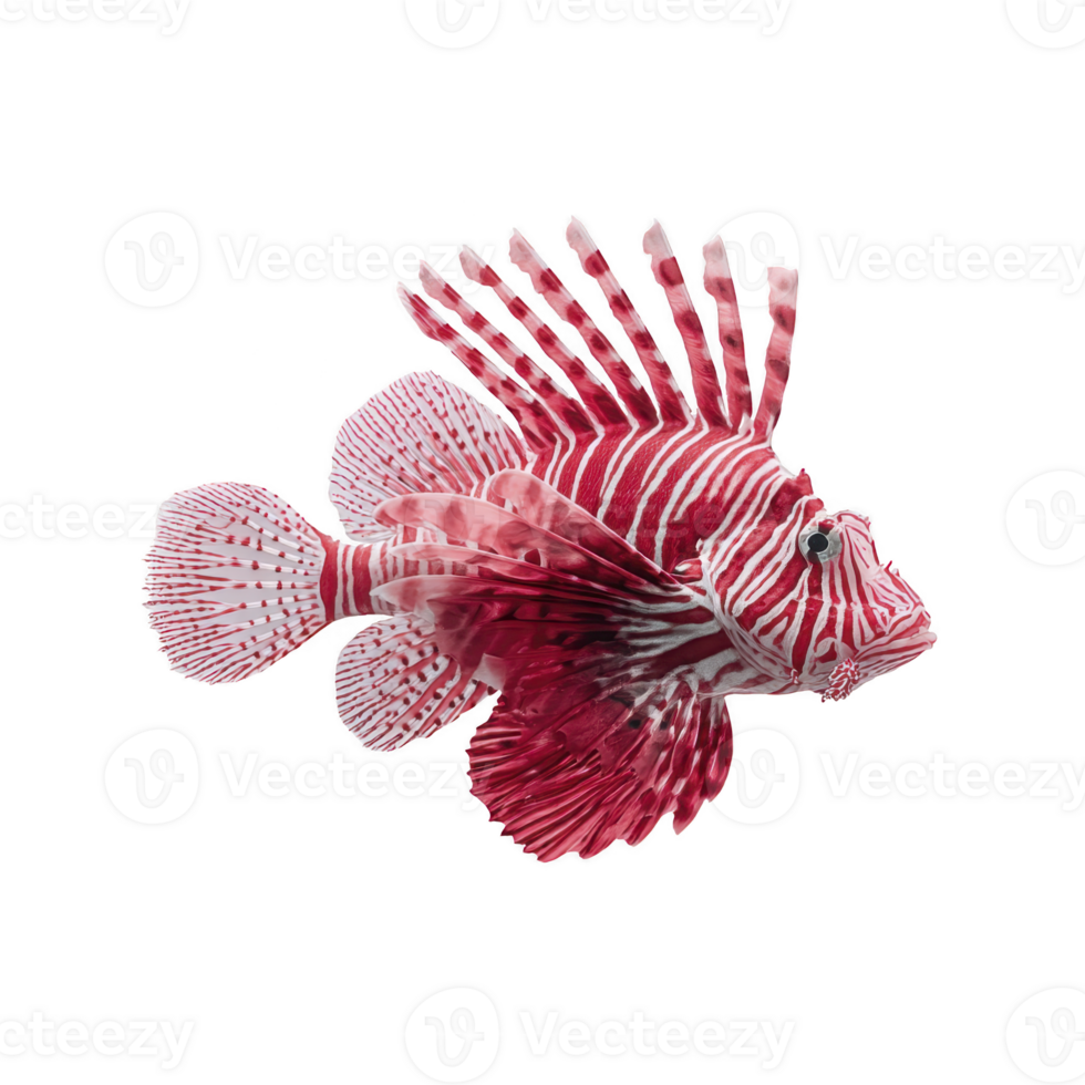 Vibrant lionfish with striking red and white stripes and long, flowing fins is displayed against plain background, showcasing its unique and exotic appearance png