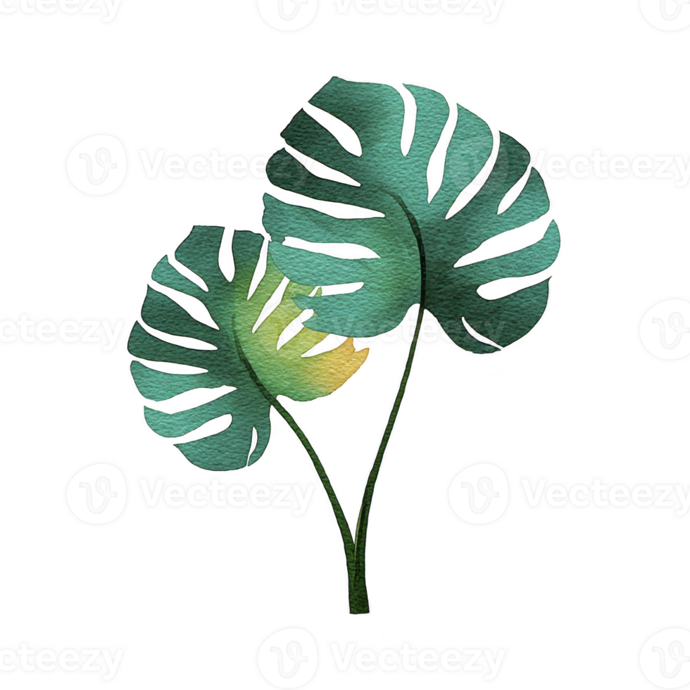 Two green monstera leaves with watercolor texture are depicted against transparent background, showcasing their unique split design png