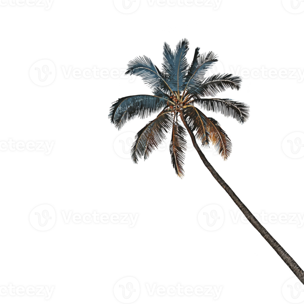 Tall palm tree with vibrant leaves stands against clear sky, creating tropical and serene atmosphere. tree silhouette is striking and evokes sense of relaxation png
