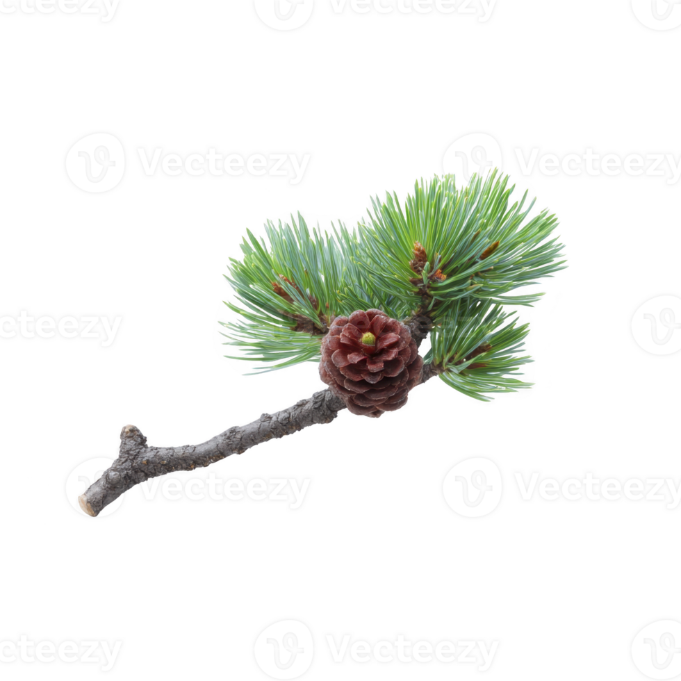 Small pine branch with vibrant green needles and single brown pine cone is isolated on transparency background, showcasing nature simplicity and beauty png